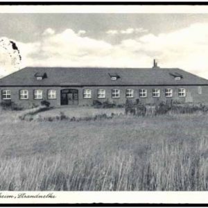 Strandnelke Borkum Strandnelke Borkum